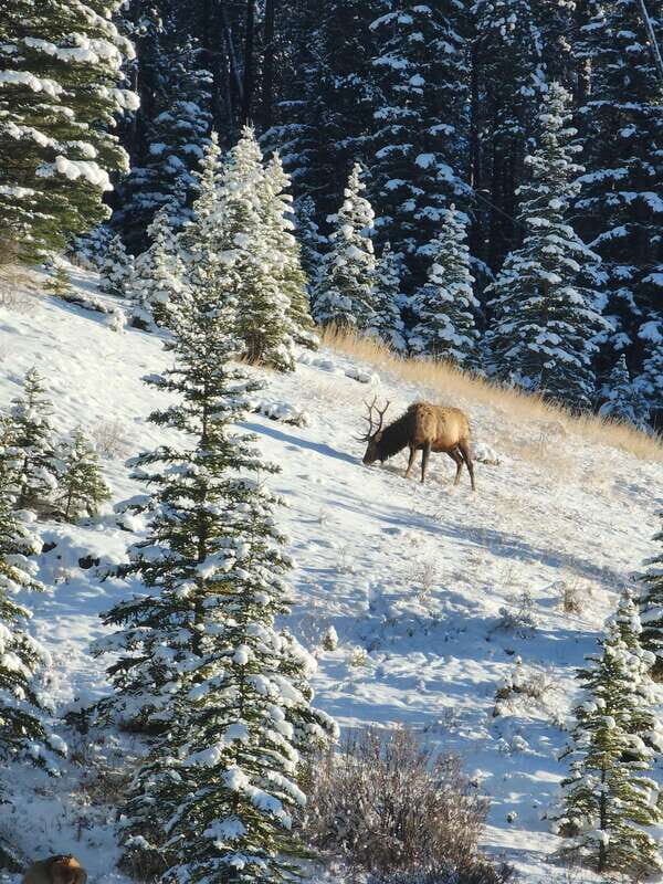 Canmore/Banff: Explore Banff & Wildlife - Itinerary Breakdown: What to Expect