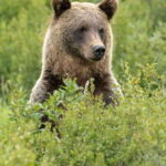 Canmore: LOST TOWNS and Untold Stories - Hiking Tour 3hrs - Who Will Love This Tour?