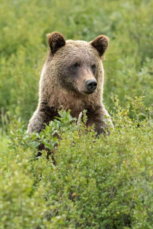 Canmore: LOST TOWNS and Untold Stories - Hiking Tour 3hrs - Who Will Love This Tour?