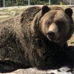 Capilano Br+Grouse Mtn+Dam+Lake+Hatchery/5in1CarTour+Small Group - Authentic Experiences from Previous Travelers