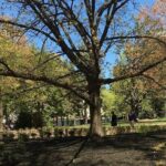 Capitol Steps and Stories Walking Tour - An In-Depth Look at the Richmond Walk