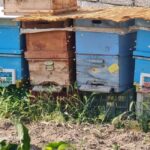 Cappadocia: Beekeeping Experience with Honey Tasting - Who Will Love This Tour?