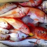 Capri Fishing Excursion with Snorkeling and Lunch from Sorrento - Authentic Experiences and Traveler Insights