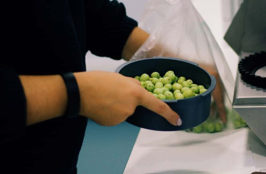 Casa Relvas, Vidigueira: Olive Harvest Campaign Program - FAQs