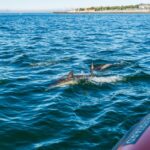 Cascais: Dolphin Watching Tour - Authentic Insights from Past Travelers