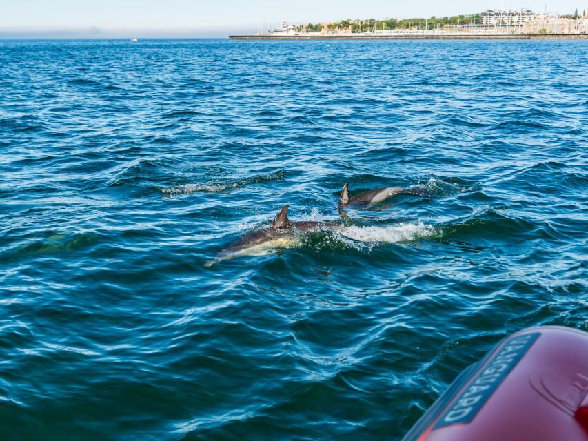 Cascais: Dolphin Watching Tour - Authentic Insights from Past Travelers
