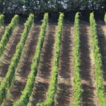 Castell'Arquato: Winery tour and tasting Colli Piacentini wines - A Closer Look at the CastellArquato Winery Tour