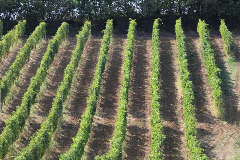 Castell'Arquato: Winery tour and tasting Colli Piacentini wines - A Closer Look at the CastellArquato Winery Tour