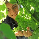 Castle Winery Tour & Tasting near Lake Maggiore - Is This Tour Right for You?