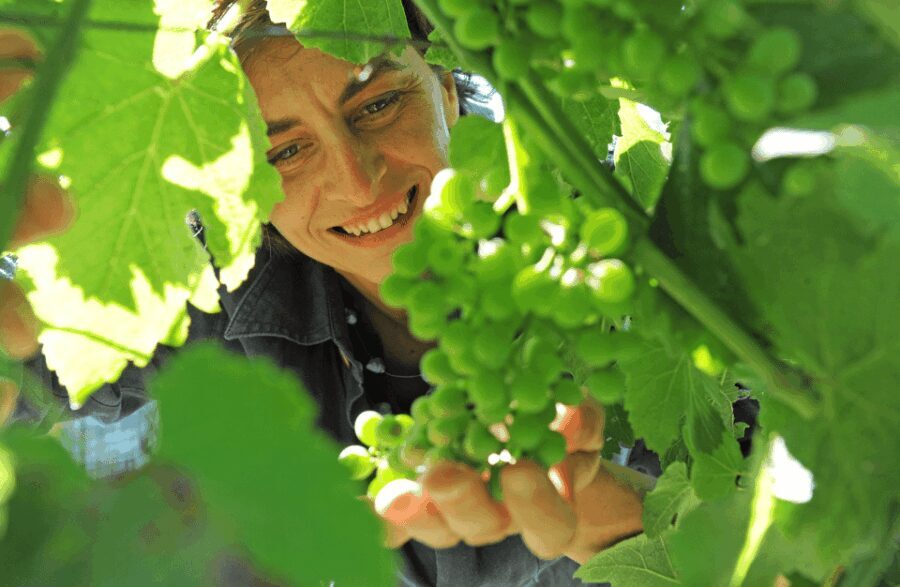 Castle Winery Tour & Tasting near Lake Maggiore - Is This Tour Right for You?