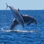 Catamaran Le Providence: Discover the bottlenose dolphin at Le Grau-du-Roi - FAQ
