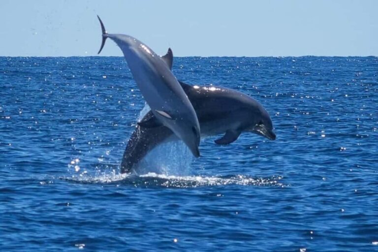 Catamaran Le Providence: Discover the bottlenose dolphin at Le Grau-du-Roi - FAQ