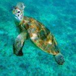 Cenote Turtle and Beach Club Full Day Tour - What’s Included and What’s Not