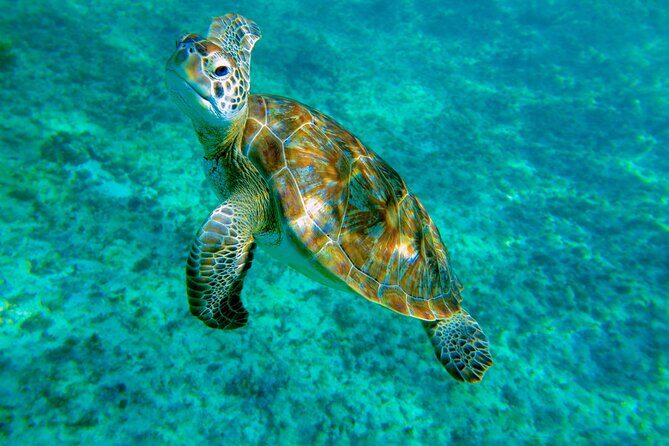 Cenote Turtle and Beach Club Full Day Tour - What’s Included and What’s Not