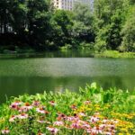 Central Park Scenic Walk with Local Guides - The Itinerary in Detail