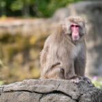 Central Park Zoo Entry Ticket - The Sum Up