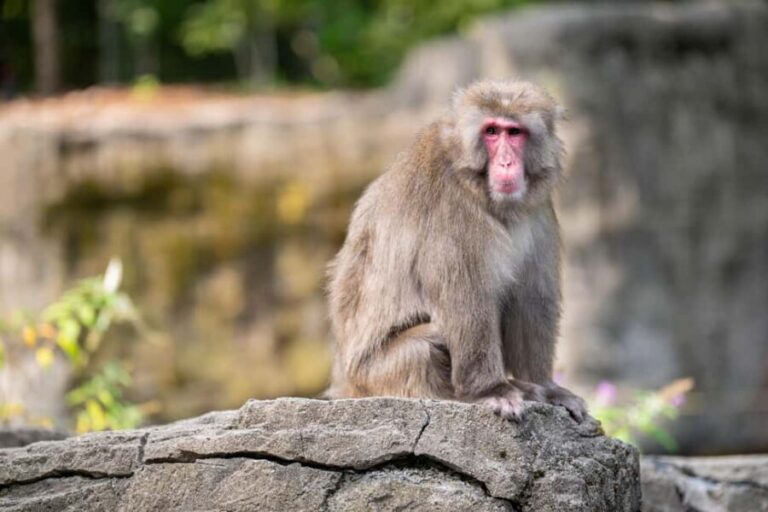 Central Park Zoo Entry Ticket - The Sum Up