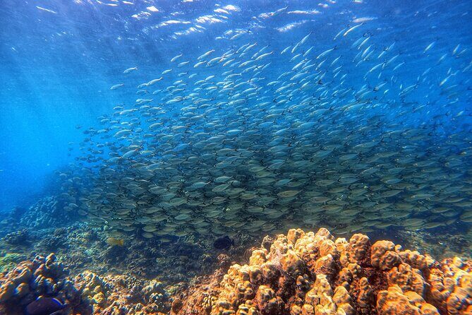 Certified Divers! Scuba dive the Ka'anapali Coast and more! - Practical Details and Considerations