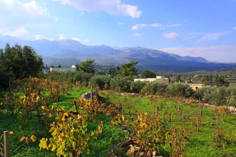 Chania: Full-Day Vineyard & Winery Private Tour w/ Tastings - Transportation & Group Size