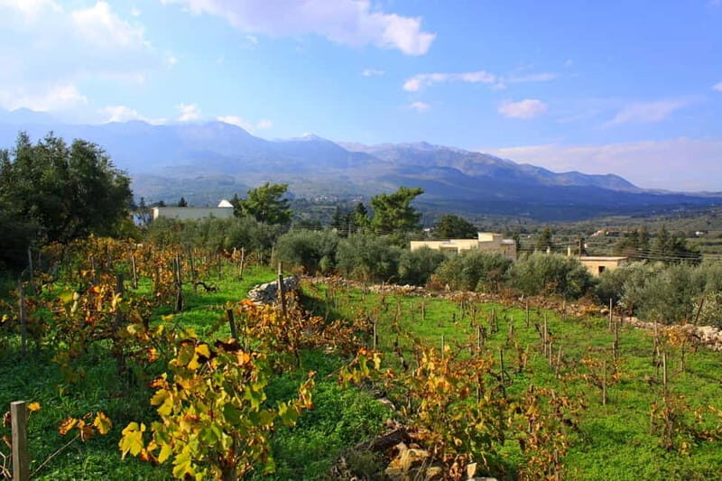 Chania: Full-Day Vineyard & Winery Private Tour w/ Tastings - Transportation & Group Size