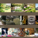 Chania: Olive Oil Tasting & Cooking Class at Metohi Istoria - An In-Depth Look at the Experience