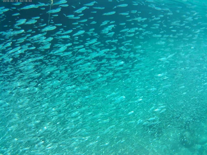 Chania: Scuba Diving and Snorkeling for Beginners by Boat - Detailed Breakdown of the Itinerary