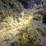 Chania Scuba Diving | Night Dive | Certified Divers - What’s Included and Practicalities