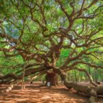Charleston: Wadmalaw Island Wine Tasting and Tea Garden Trip - Transportation and Duration