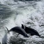 Charlotte Harbor: Dolphin Discovery Day Cruise - Good To Know