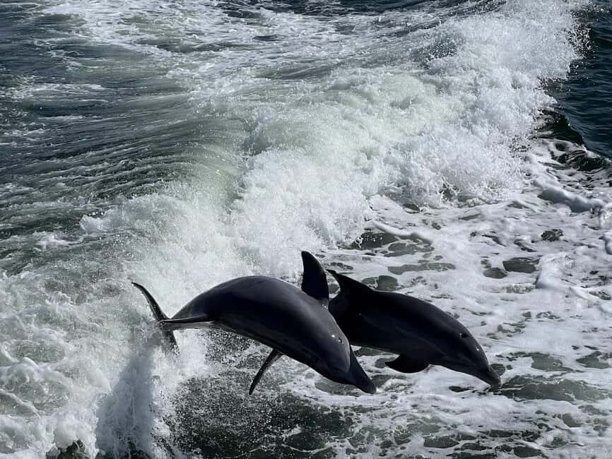 Charlotte Harbor: Dolphin Discovery Day Cruise - Good To Know