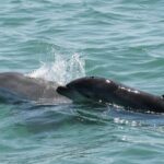 Chartered Private Family Boat Tour - Introduction: Why This Sarasota Boat Tour Might Be Your Next Favorite Outing