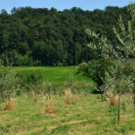 Chianciano: Olive Mill Tour with Oil and Food Tasting - Who Will Love This Tour?