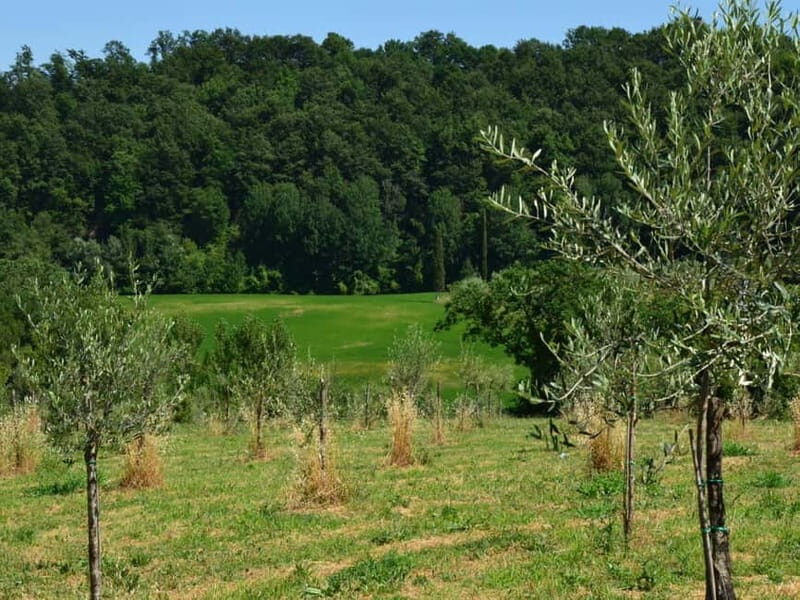 Chianciano: Olive Mill Tour with Oil and Food Tasting - Who Will Love This Tour?