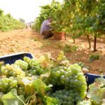 Chiclana de la Frontera: Winery Tour with Wine Tasting - A Closer Look at the Winery Tour Experience