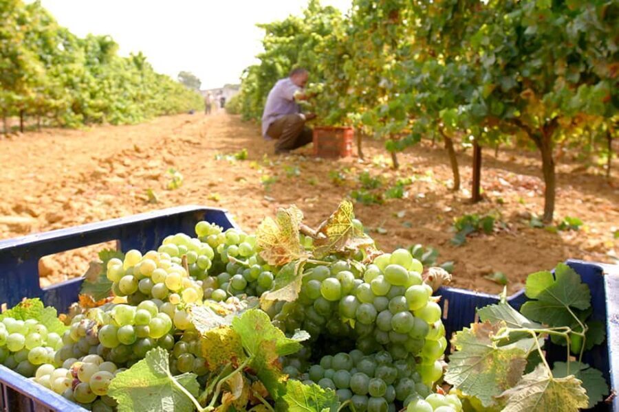 Chiclana de la Frontera: Winery Tour with Wine Tasting - A Closer Look at the Winery Tour Experience