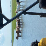 Chincoteague: Premier Pony & Wildlife Small Group Boat Tour - Why This Tour Stands Out