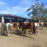 City Tour & Beach Club All Inclusive HorseBack Ride Sports - A Full Breakdown of the Mazatlan Experience