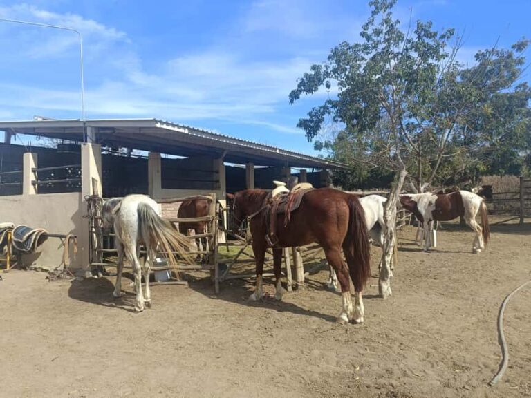 City Tour & Beach Club All Inclusive HorseBack Ride Sports - A Full Breakdown of the Mazatlan Experience