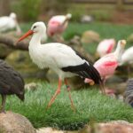 Classic Safari Adventure at Safari West - Who Will Love This Safari?