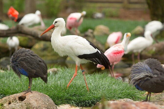 Classic Safari Adventure at Safari West - Who Will Love This Safari?