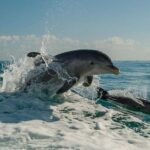 Clearwater Beach: Dolphin Excursion - Flippers Fun Boat - Who Will Love This Experience?
