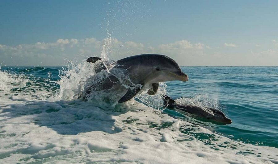 Clearwater Beach: Dolphin Excursion - Flippers Fun Boat - Who Will Love This Experience?