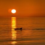 Clearwater Beach: Dolphin-Watching Sunset Cruise - The Sum Up