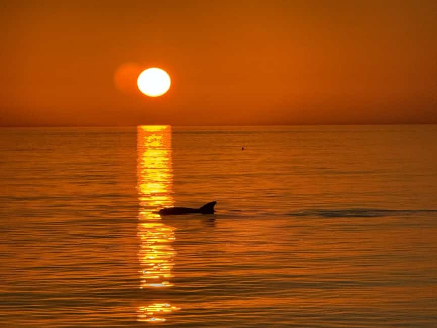 Clearwater Beach: Dolphin-Watching Sunset Cruise - The Sum Up