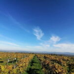 Close to Budapest:Wine Tasting in a Small Cozy Family Winery - Final Thoughts