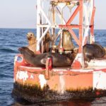 Coastal Cruise on Yacht in Santa Barbara - Who Is This Tour Best For?