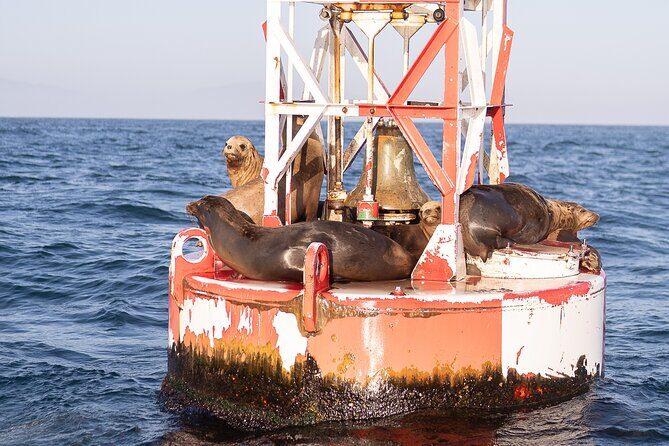 Coastal Cruise on Yacht in Santa Barbara - Who Is This Tour Best For?