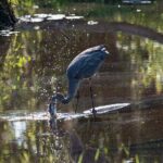 Coba and Punta Laguna Guided Birdwatching Private Tour - Who Is This Tour Best For?