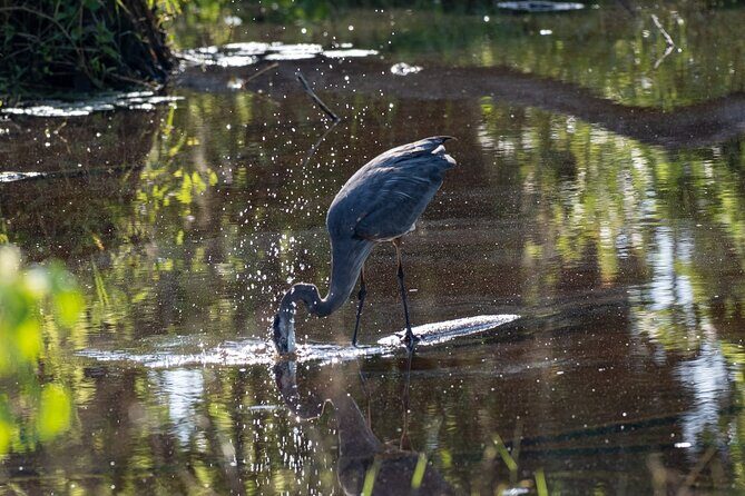 Coba and Punta Laguna Guided Birdwatching Private Tour - Who Is This Tour Best For?