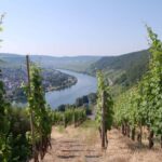 Cochem, Moselle: Wine experience hike with boat trip - Starting with a Scenic Boat Ride on the Moselle